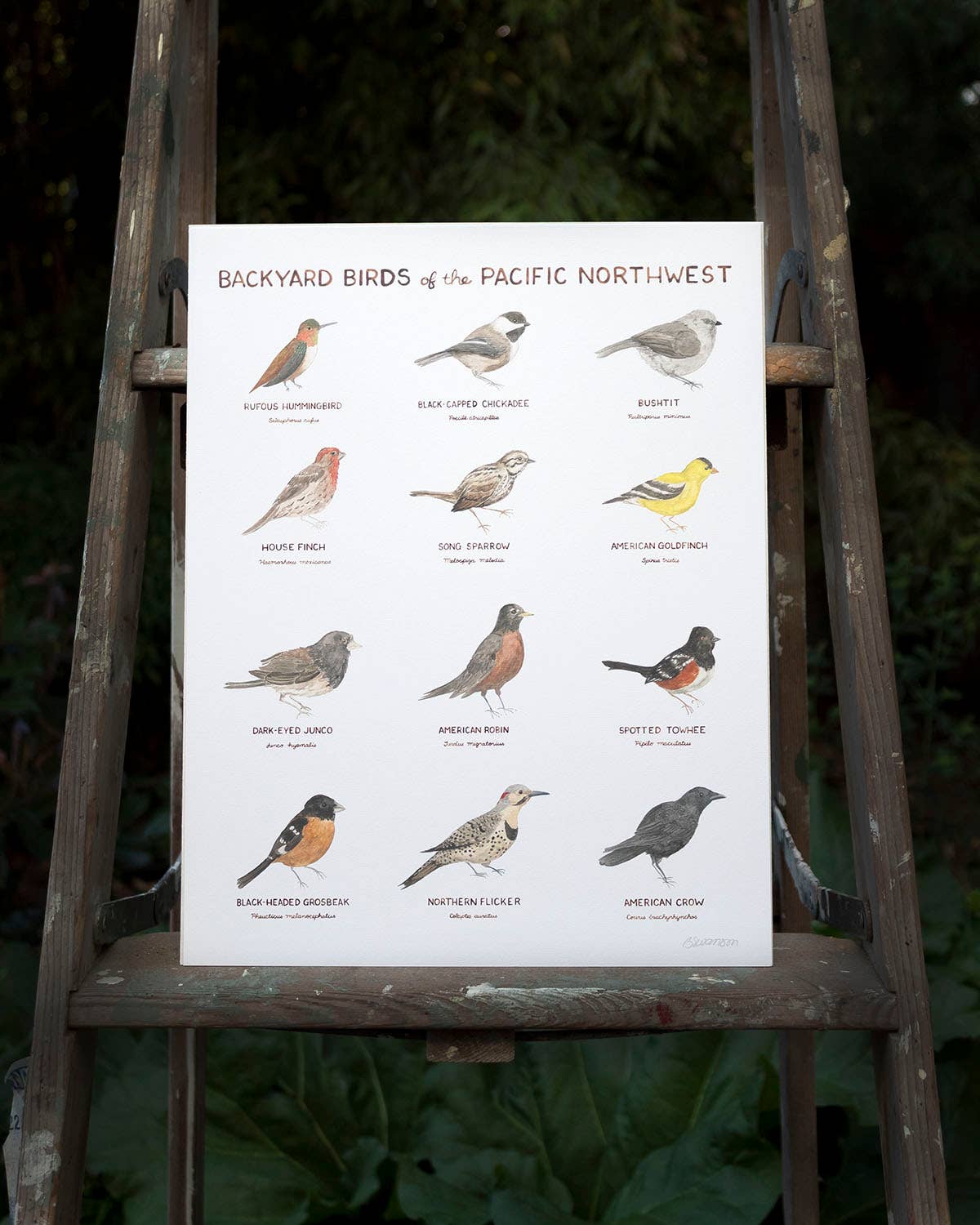 Pacific Northwest Backyard Birds - 11 x 14 Birding Art Print