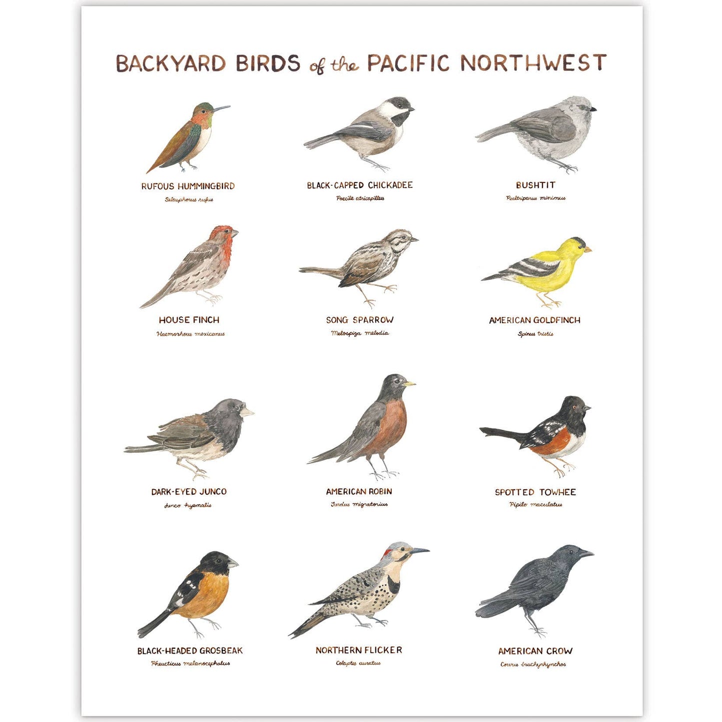 Pacific Northwest Backyard Birds - 11 x 14 Birding Art Print