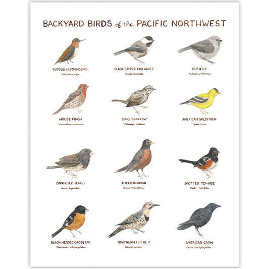 Pacific Northwest Backyard Birds - 11 x 14 Birding Art Print