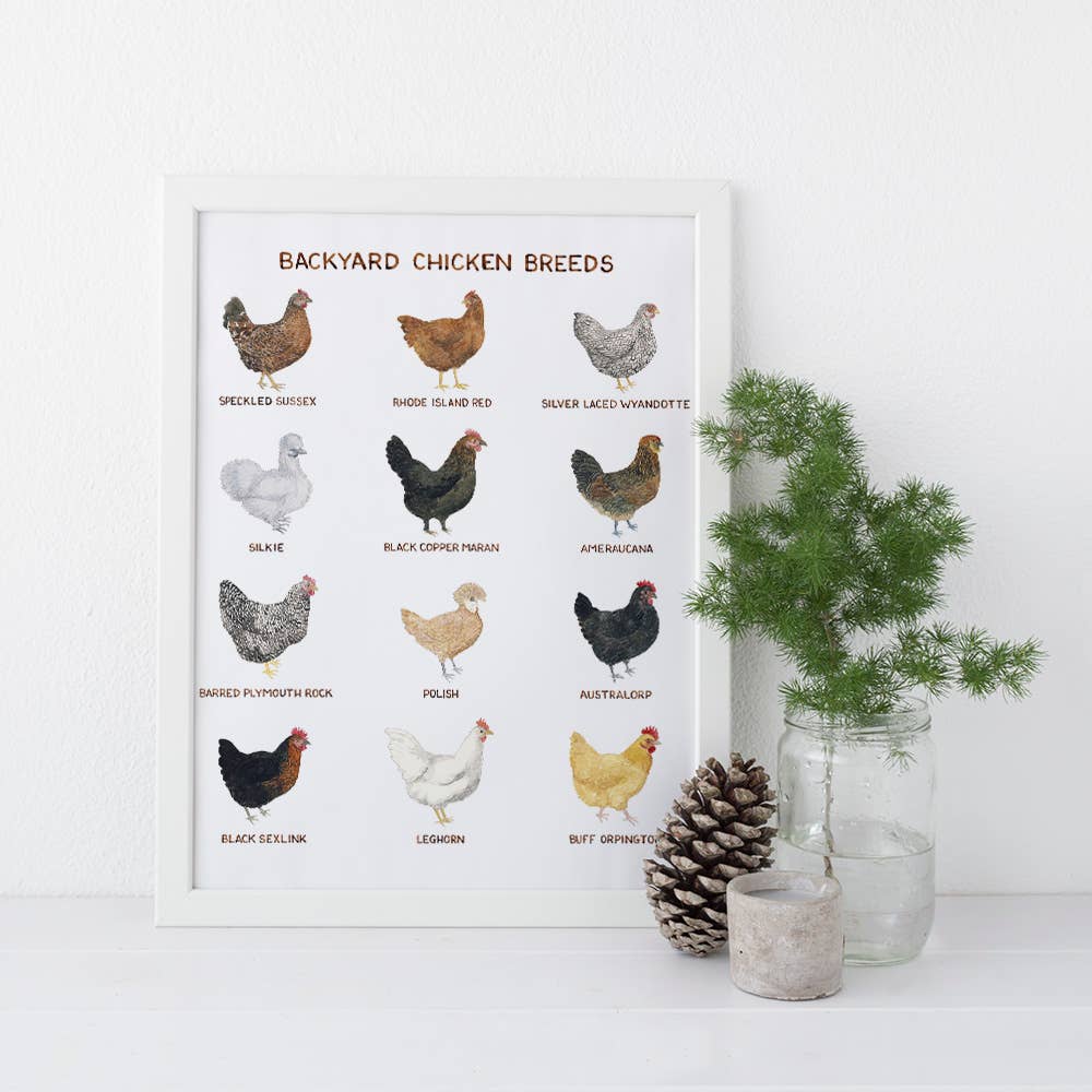 Backyard Chicken Breeds - 11" x 14" Hens Art Print