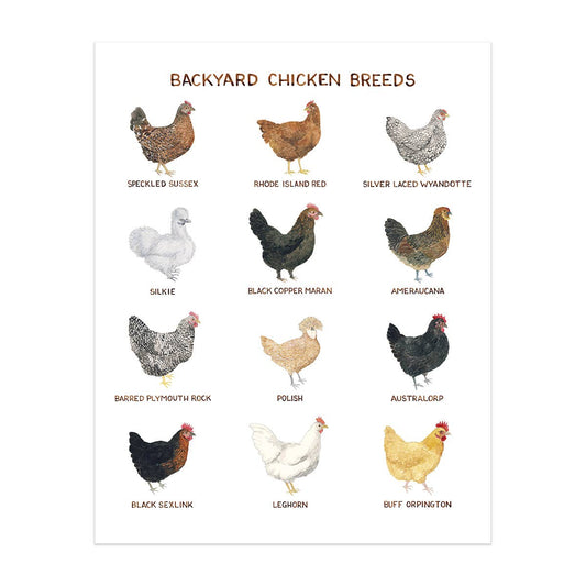 Backyard Chicken Breeds - 11" x 14" Hens Art Print